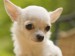 Desktop-wallpapers-dog-chihuahua-free-background