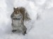 Squirrels in the Winter Mac Wildlife