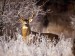 stag_in_winter_wallpaper_other_animals_wallpaper_1024_768_390